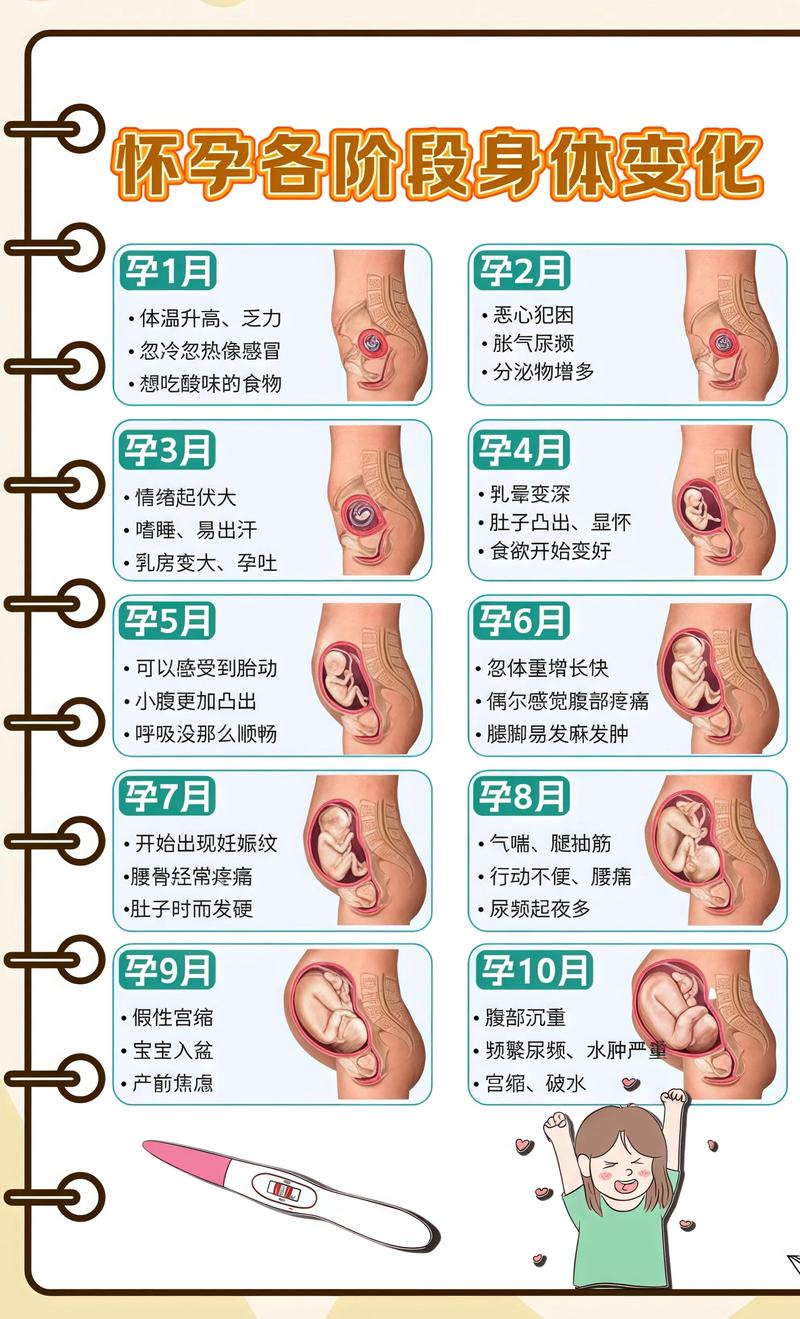 揭秘供卵代孕妈妈怀孕小腹分两节，孕期变化的奥秘阿勒泰代生机构: